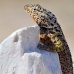 lizard_lava_galapagos_nsey_v_0038_ecu0232.jpg